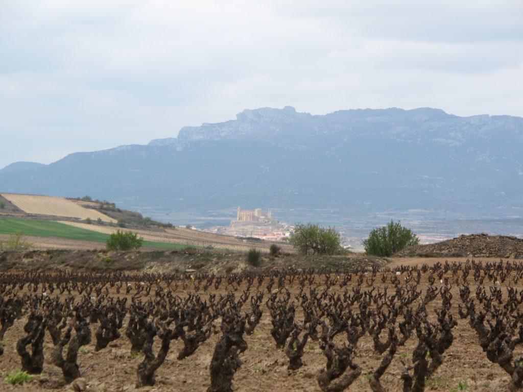 Vineyards around Haro IMG 2338 vineyards around Haro 1024x768 Spain, Zaragoza to Bilbao: Lessons Learned and Food Enjoyed Day 4